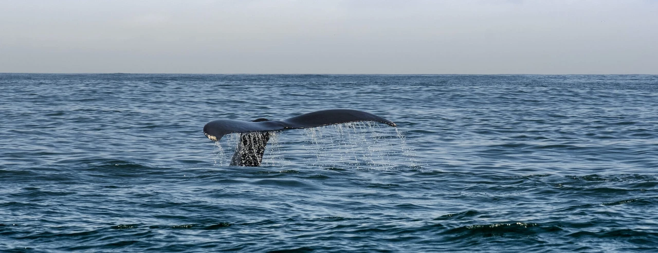Picture for article "Morro Bay Whale Watching FAQ"