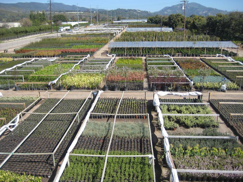 Foothill Nursery Carpinteria, CA SantaBarbaraYP