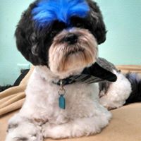 Pooches Gracias Grooming Spa logo