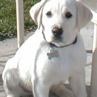 Wet Dog Designs logo