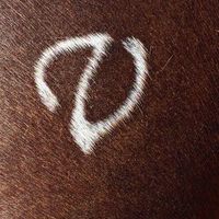 Varian Arabians logo