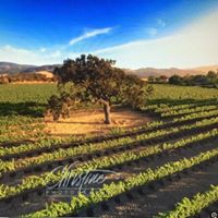 Cinque Stelle Winery logo