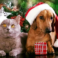 St Francis Veterinary Hospital logo