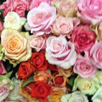 Padaro Floral logo